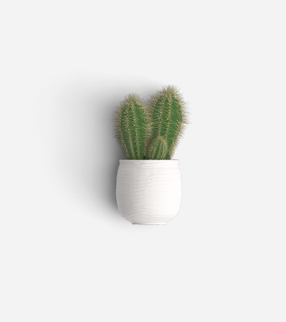 Flowering Cactus